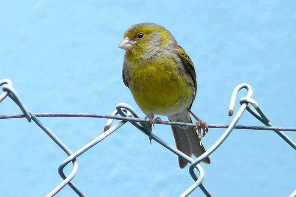 Wild Atlantic canary perched on a wire fence against a light blue background.