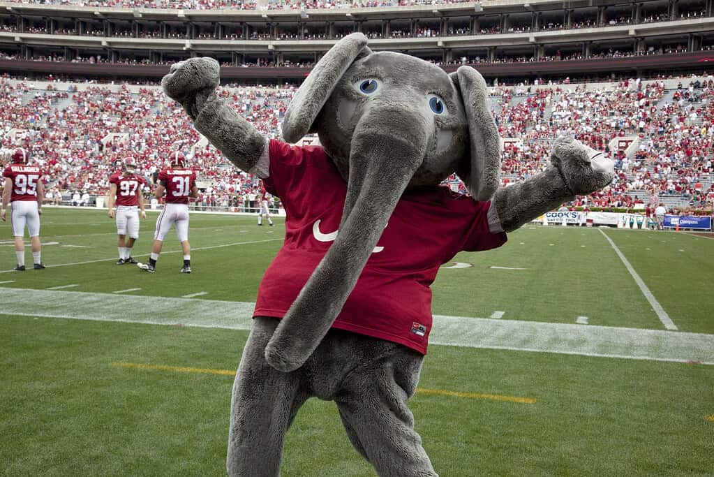 Big Al, the team mascot for the University of Alabama's Crimson Tide football team