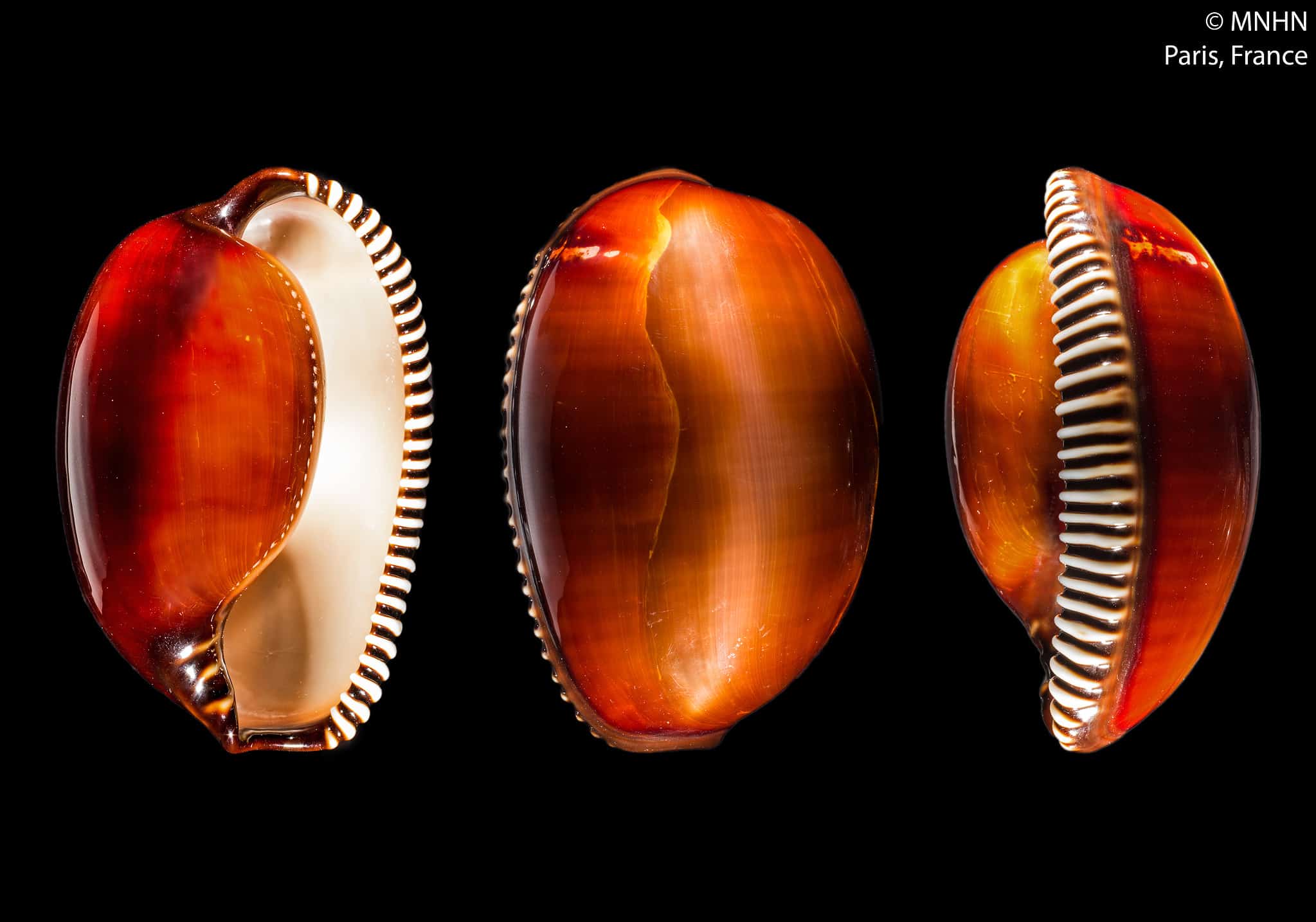 discover-the-rarest-seashells-ever-found-on-earth-a-z-animals