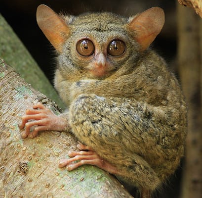 10 Key Facts About Tarsiers - A-Z Animals