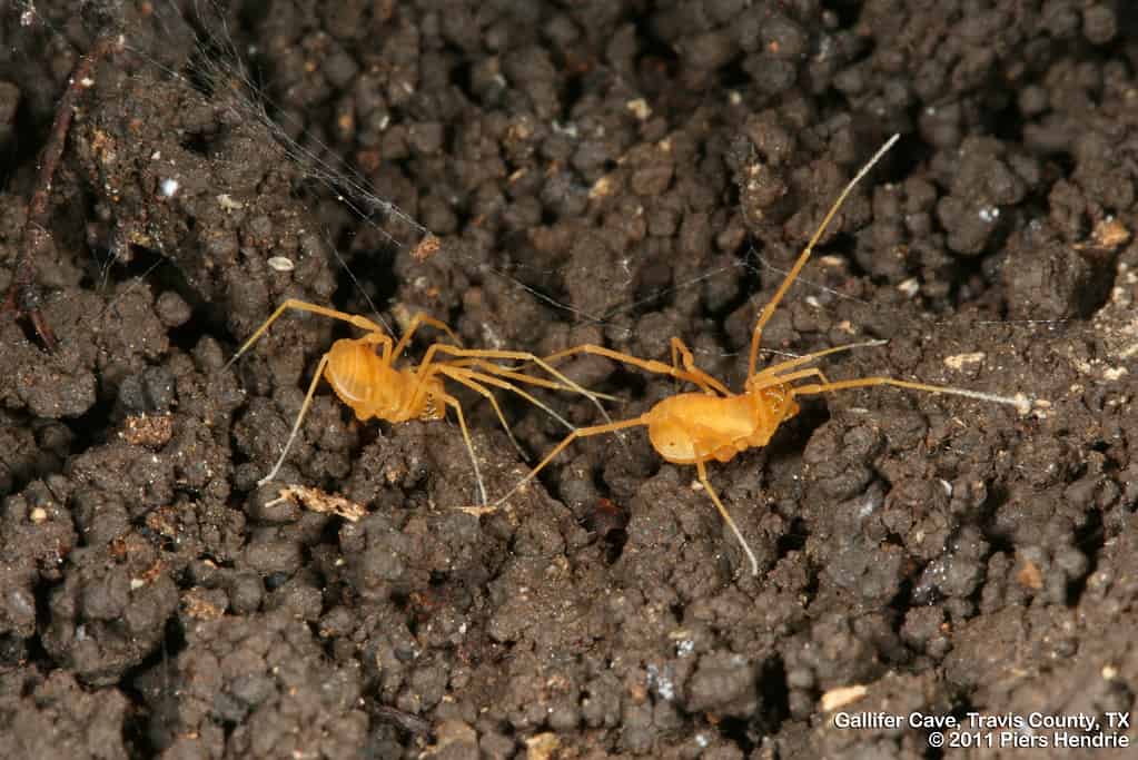The Bone Cave harvestman (Texella reyesi) is a tiny arachnid, measuring only a couple of millimeters long, that feeds on other, smaller invertebrates. Because it lives entirely in the dark, it has evolved away from having eyes. The species exists only in the limestone cave systems of the Texan Edwards Plateau.