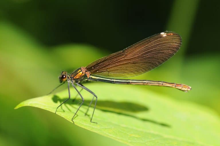 Watch Out for These Top 10 Largest Flying Insects in England - A-Z Animals