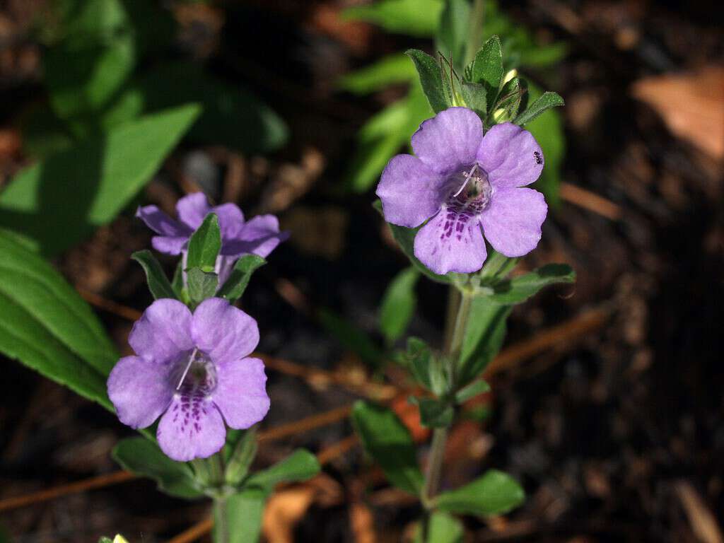 Dyschoriste oblongifolia or twinflower is a great shade plant for Florida. 