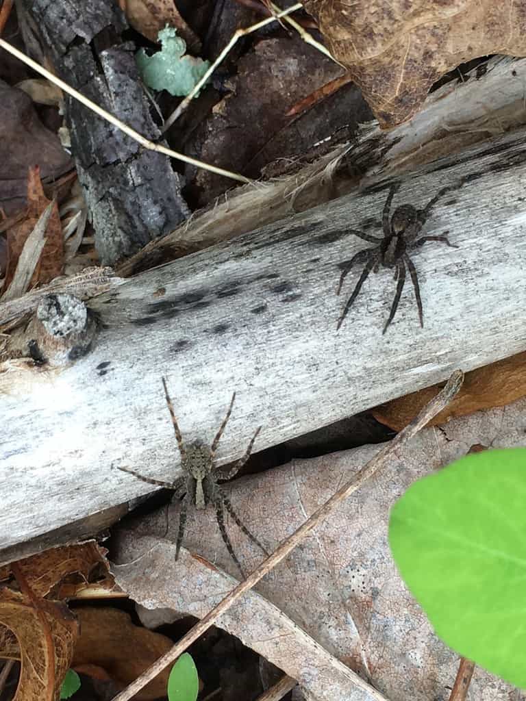Two Brushed Leg Wolf Spiders (Schizocosa ocreata)