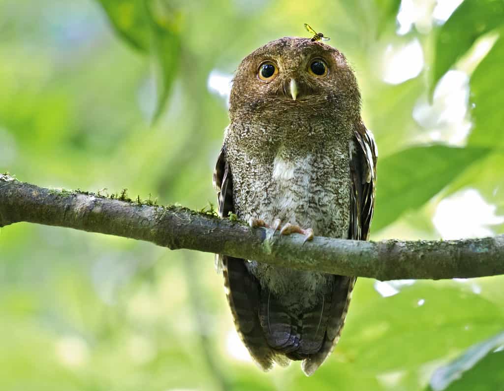 Vermiculated screech owl