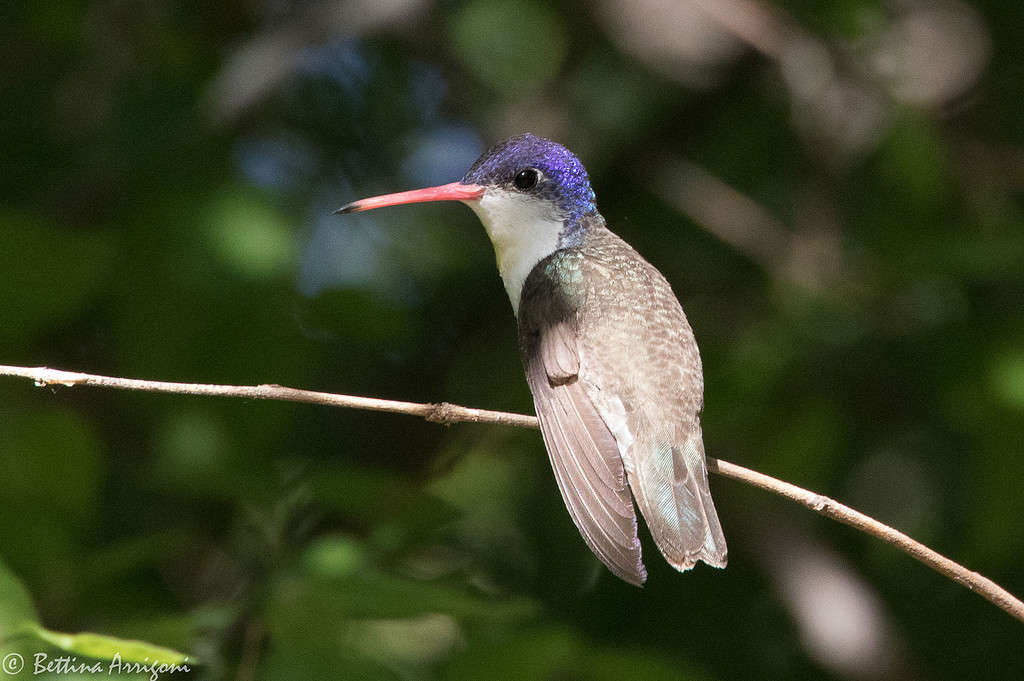 Male Violet-crowned hummingbird