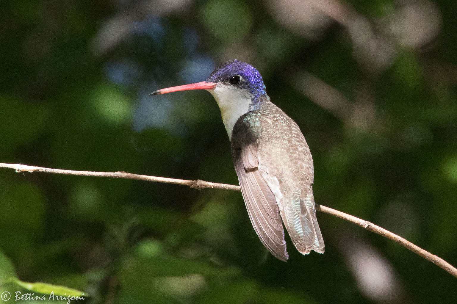 Discover When Hummingbirds Are Set to Flee Texas (And Where They Go ...