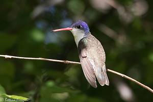 Discover When Hummingbirds Leave Oregon Picture