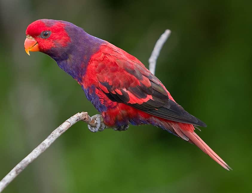Violet Necked Lory