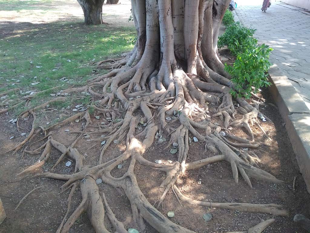 Visible root system