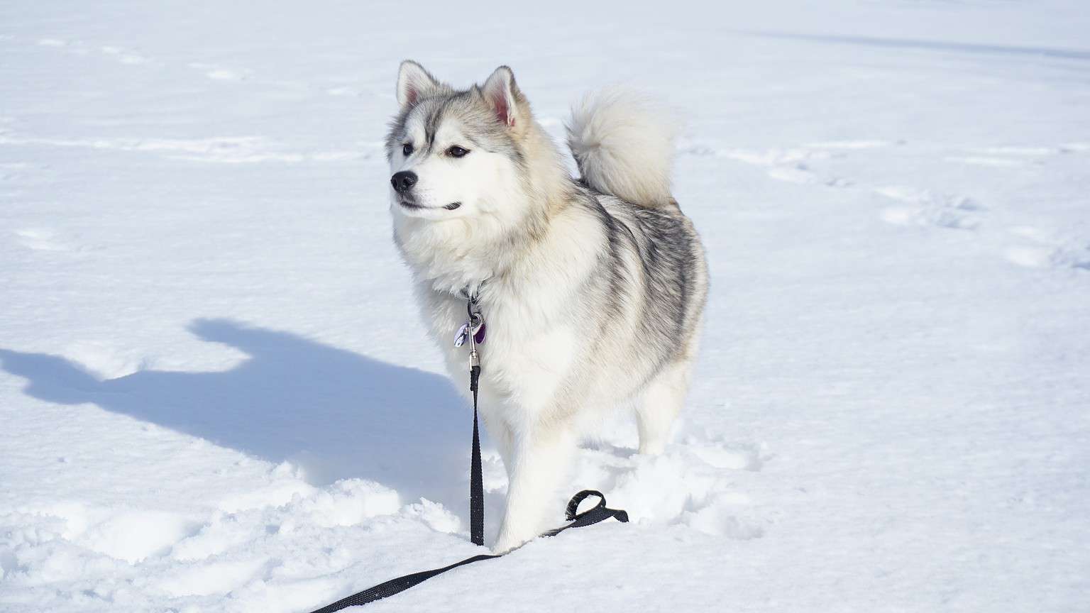 10 Essential Facts About Pomskies - A-Z Animals