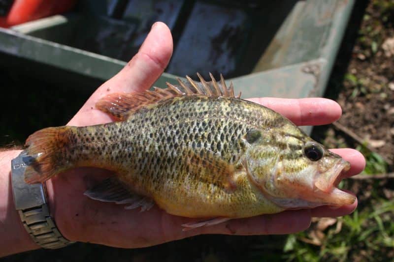 warmouth Lepomis gulosus