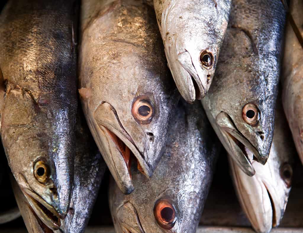 Discover The Largest White Sea Bass Ever Caught in California - A-Z Animals