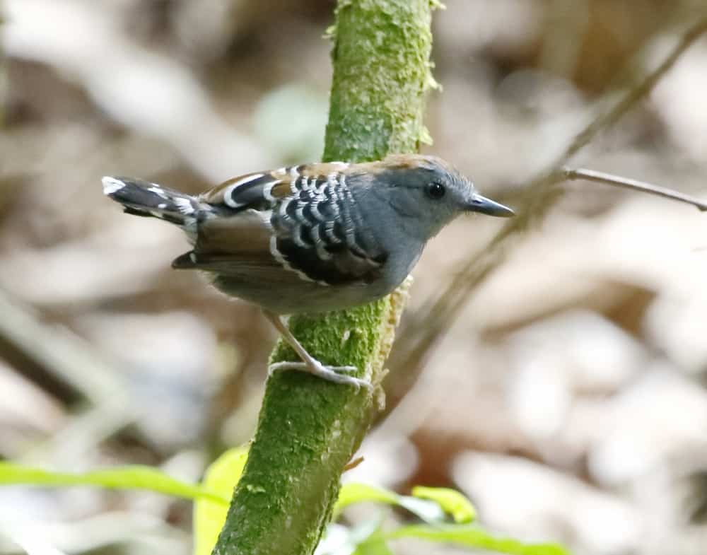 Willisornis vidua - Xingu scale-back antbird (young male)