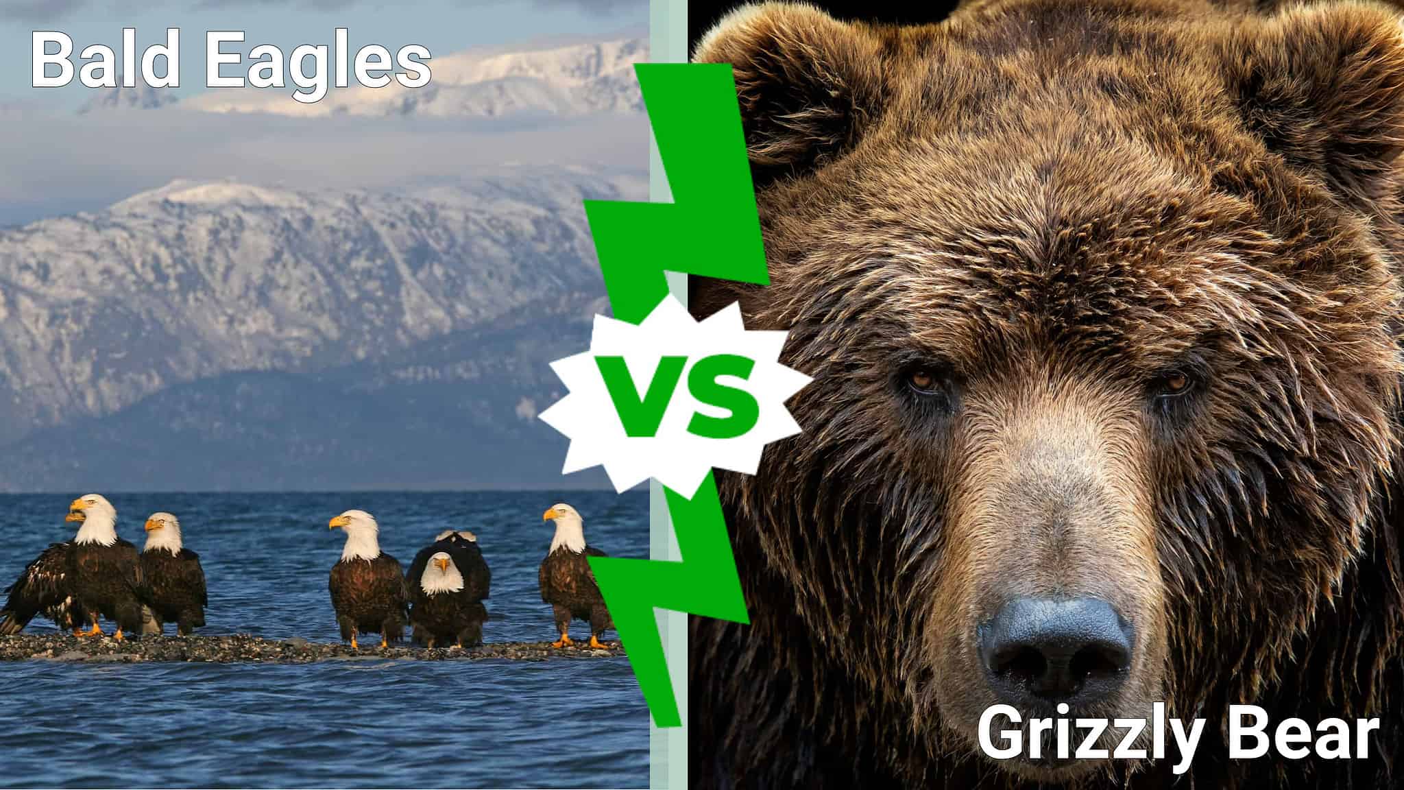 Bald Eagle Vs Bear Eagle And Bear-in The Same Photo