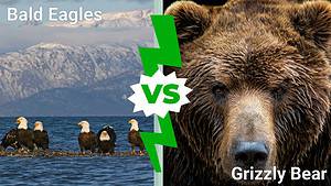 Epic Battles: A Flock of Bald Eagles vs. a Massive Grizzly Bear Picture