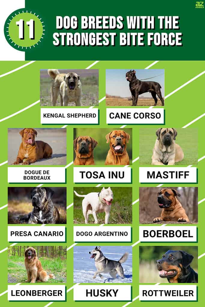 Infographic for the 11 Dog Breeds with the Strongest Bite Force