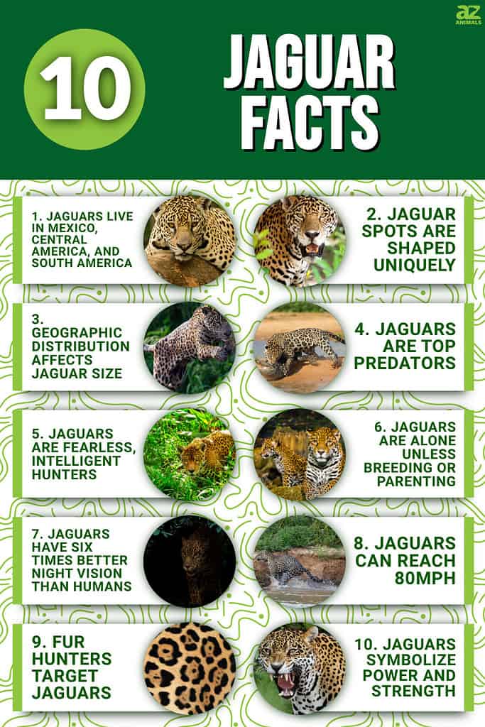 Jaguar Facts - Interesting Information about Jaguars