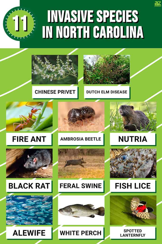 Discover 11 Invasive Species in North Carolina - A-Z Animals