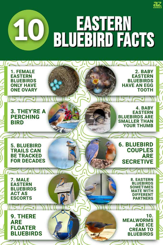 10 Eastern Bluebird Facts