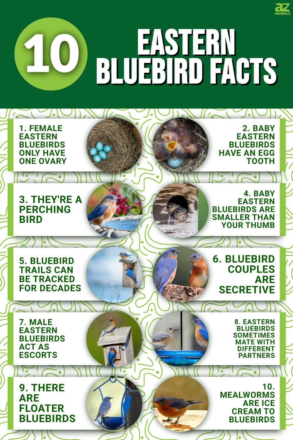 10 Incredible Eastern Bluebird Facts - A-Z Animals