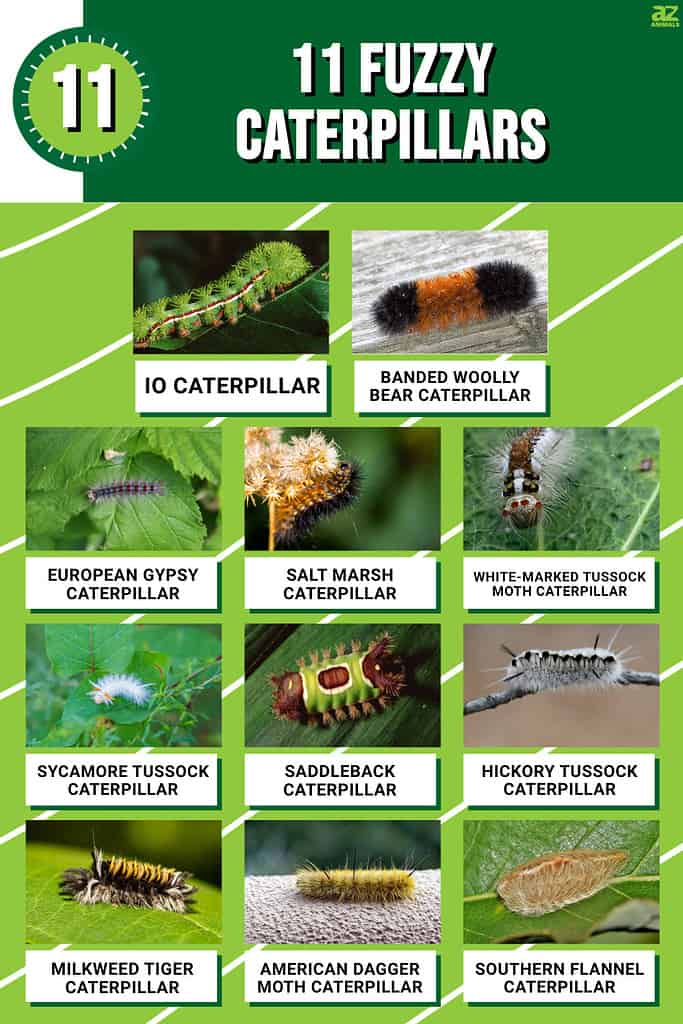 11 Fuzzy Caterpillars With Pictures And Identification A Z Animals   A32b7a36fa544ee19d21527239c42d2ec981404a 683x1024 