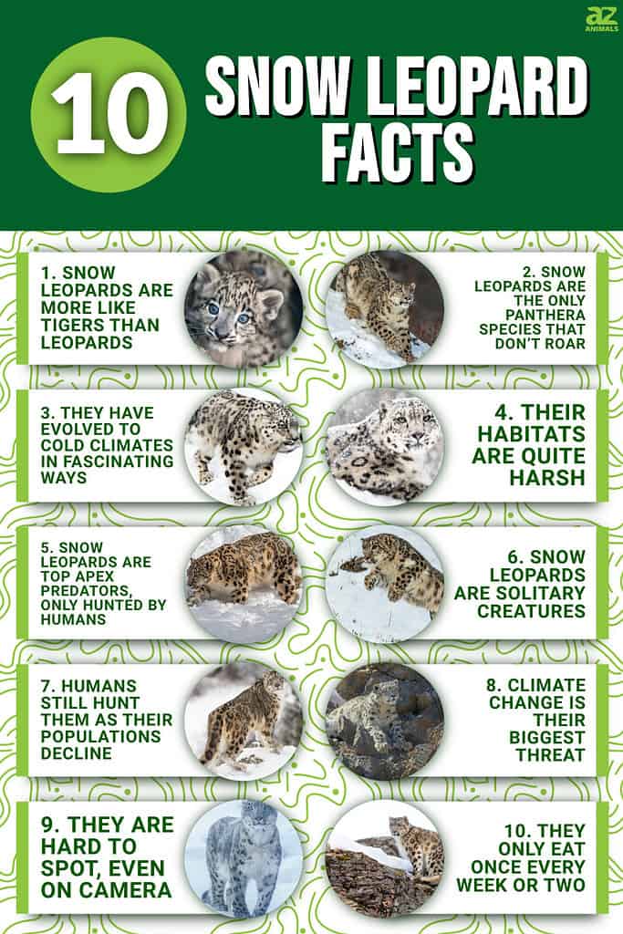 10 Snow Leopard Facts