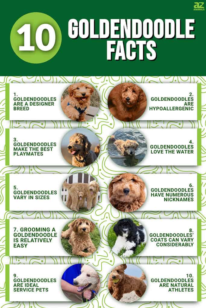 What Is a Goldendoodle? FAQs on the Breed