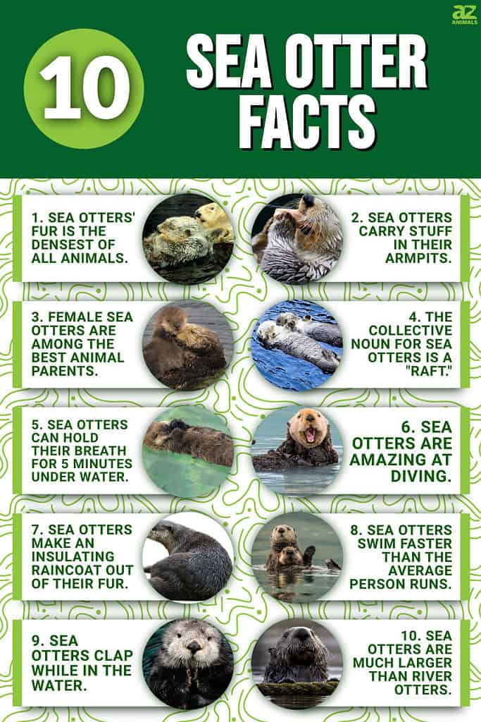 Infographic of 10 Sea Otter Facts