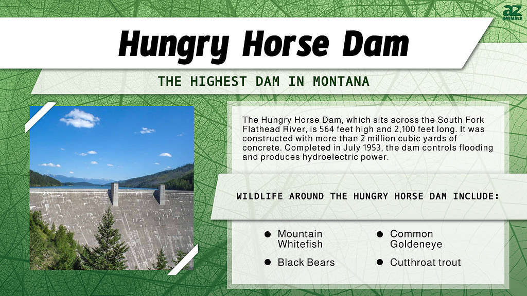 Infographic of Hungry Horse Dam