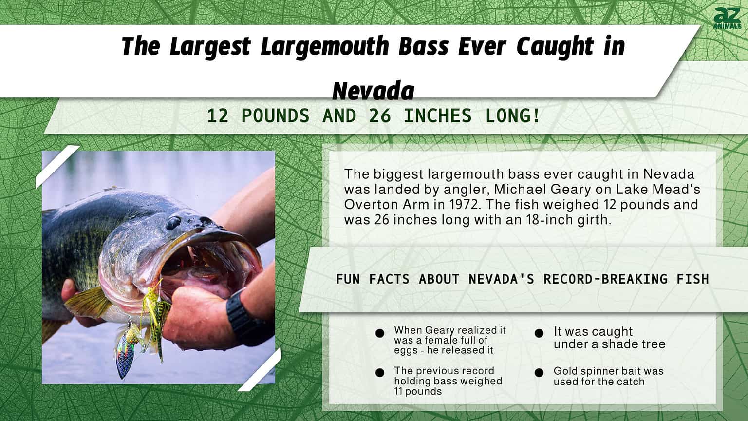 The Largest Largemouth Bass Ever Caught in Nevada - A-Z Animals