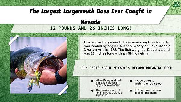 The Largest Largemouth Bass Ever Caught in Nevada - A-Z Animals