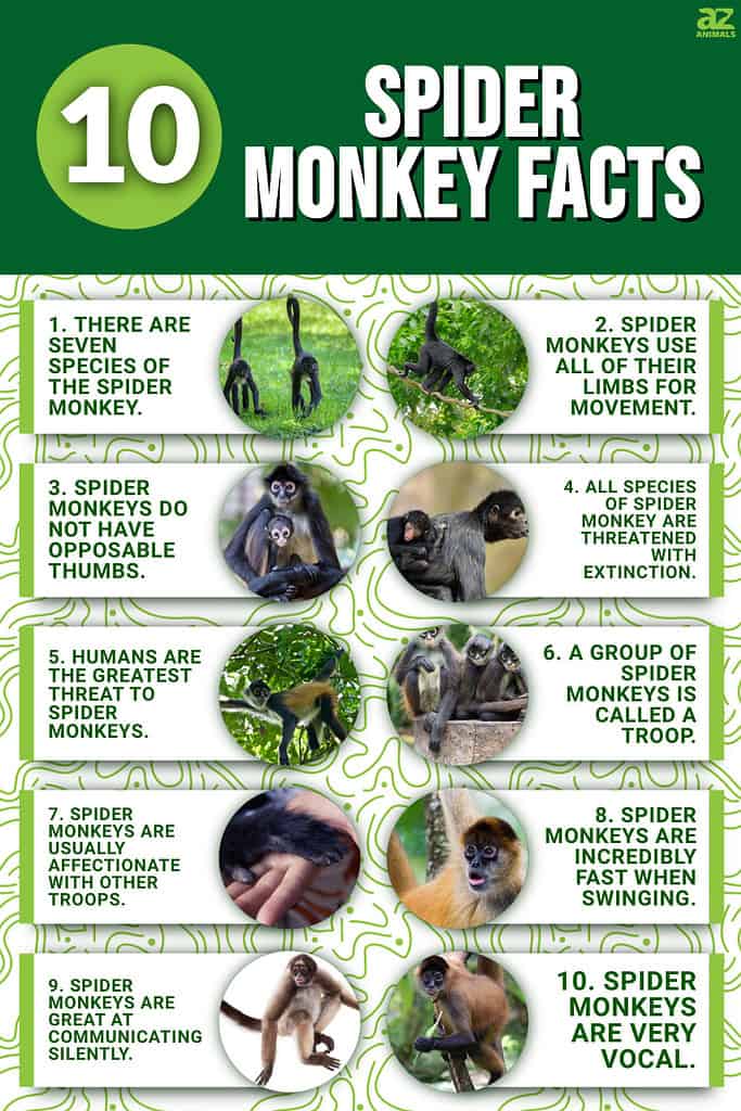 Spider monkeys, facts and photos