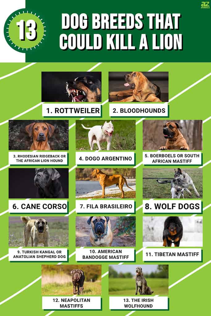 Discover the 13 Dog Breeds That Could Kill a Lion - AZ Animals