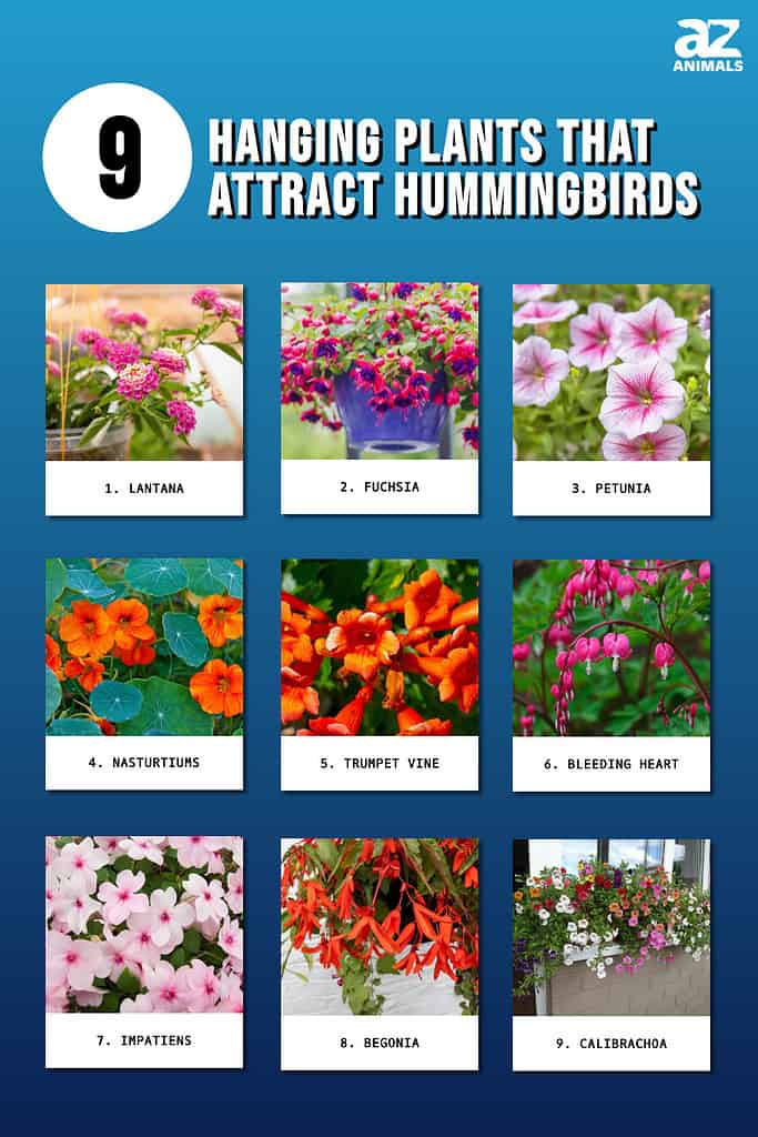 Infographic of 9 Hanging Plants That Attract Hummingbirds