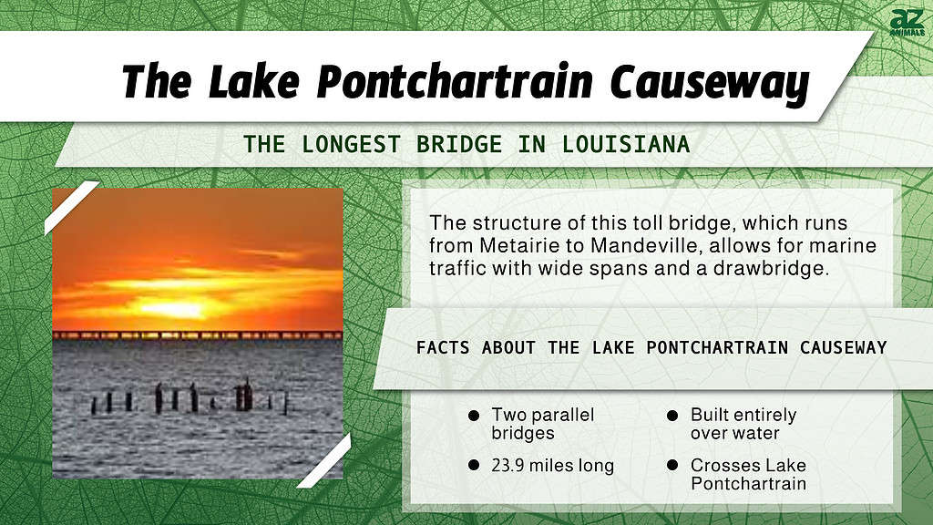 Bridge Infographic for the Lake Pontchartrain Causeway in New Orleans, Louisiana.