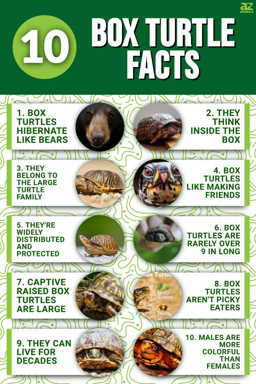 10 Incredible Box Turtle Facts - A-Z Animals