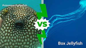 Poisonous Pufferfish vs. Box Jellyfish: Which Deep Sea Creature Would Win In A Fight? Picture