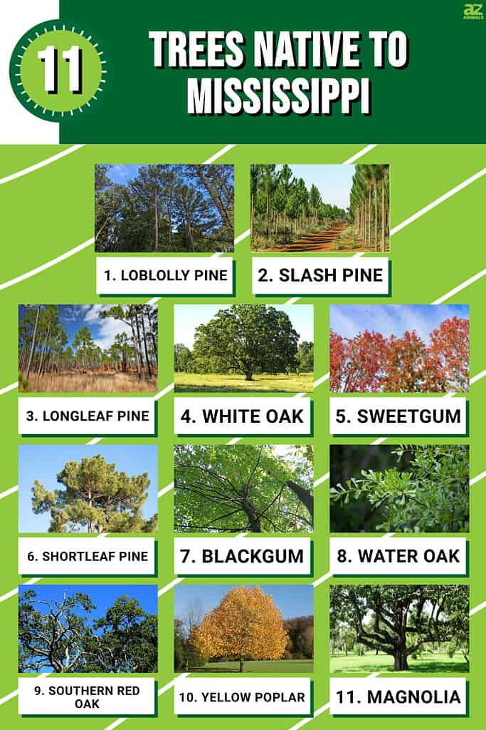 Infographic of 13 Trees Native to Mississippi 
