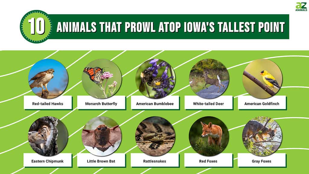 10 Animals That Prowl Atop Iowa's Tallest Point