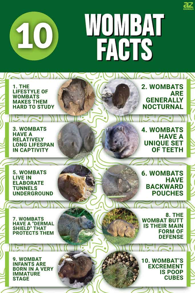 10 Wombat Facts