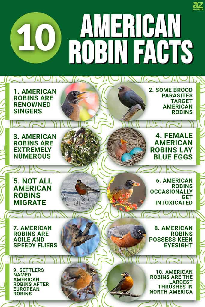 10 American Robin Facts