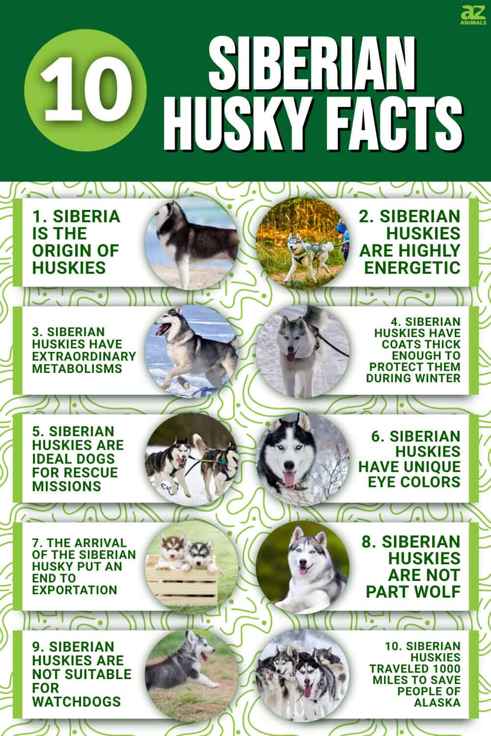 10 Essential Facts About Siberian Huskies - A-Z Animals