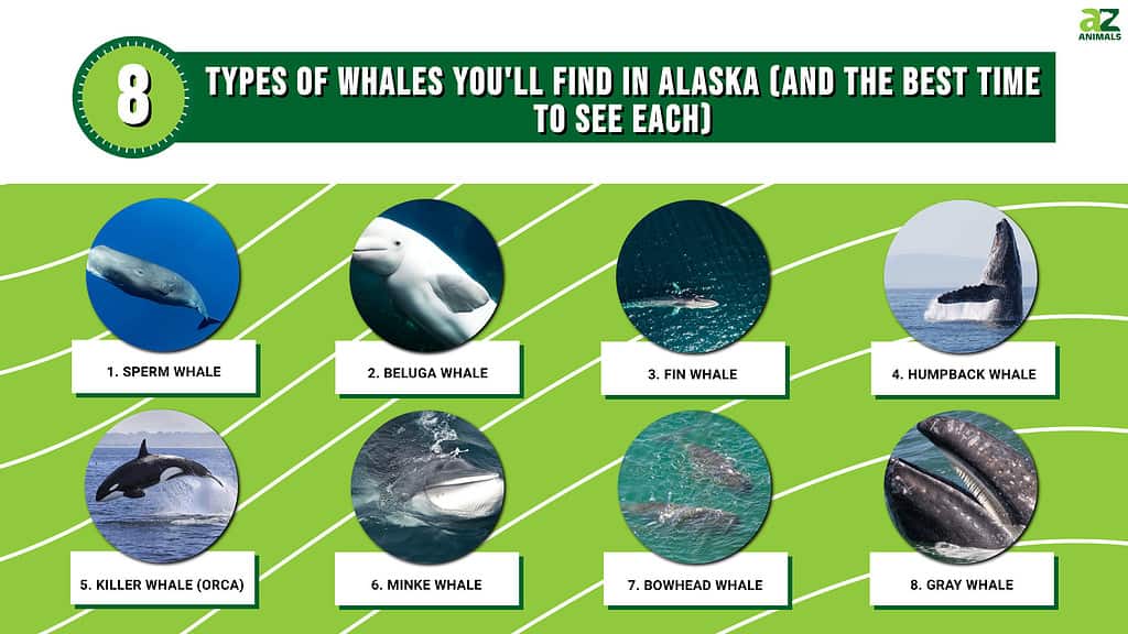 8 Types of Whales You'll Find in Alaska