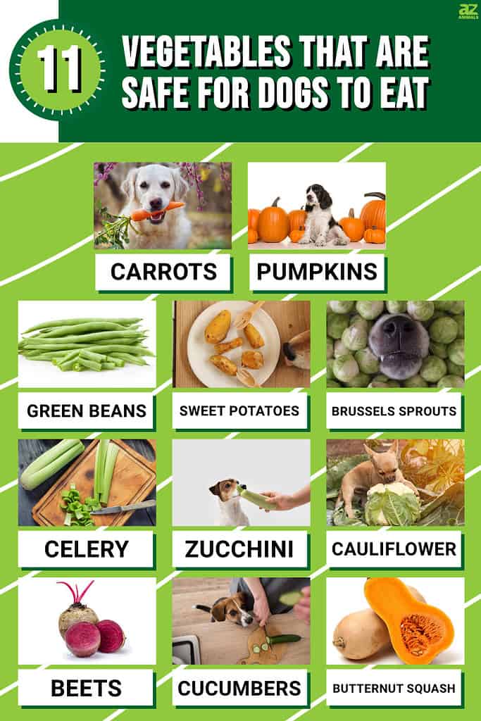 Infographic for 11 Vegetables That Are Safe for Dogs to Eat