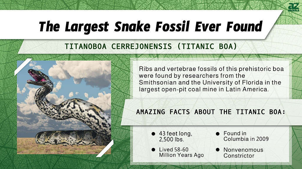 "Largest" infographic for the largest snake fossil, the Titanoboa cerrejonensis or Titanic Boa.