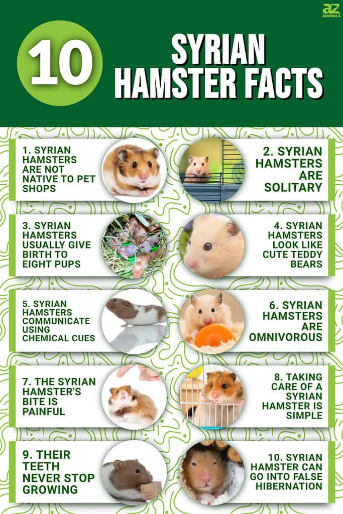 10 Syrian Hamster Facts