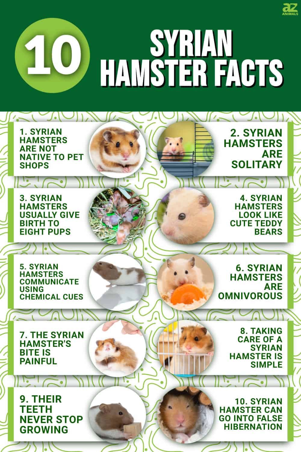 syrian hamster travel