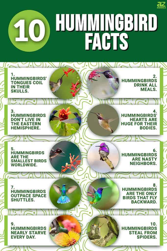 Infographic of 10 Hummingbird Facts 