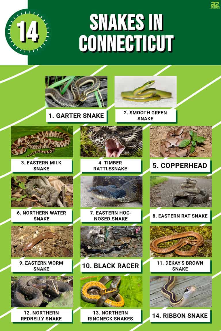 14 Snakes in Connecticut (2 Are Venomous!) - A-Z Animals